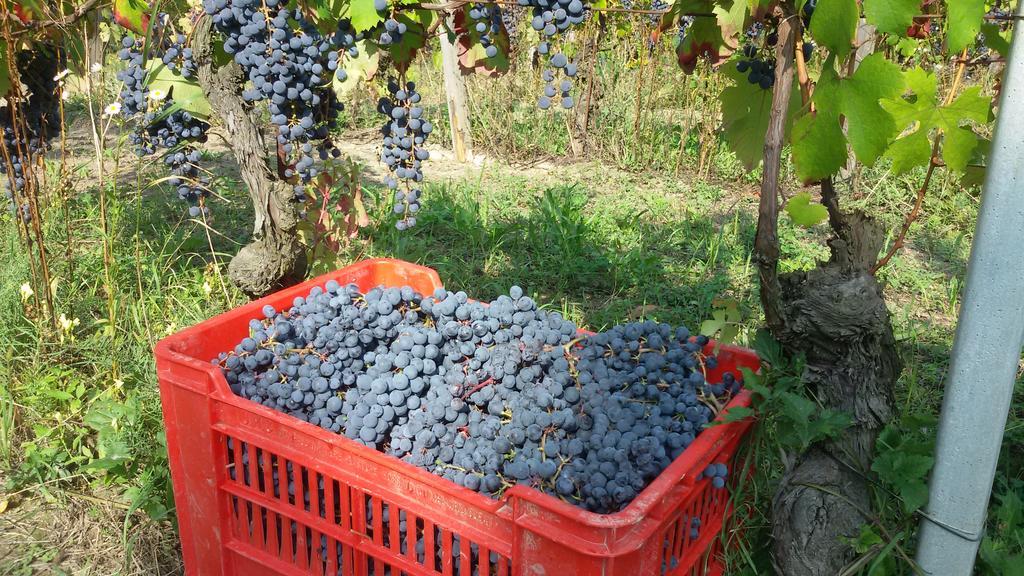 Cascina Torello 돌리아니 외부 사진