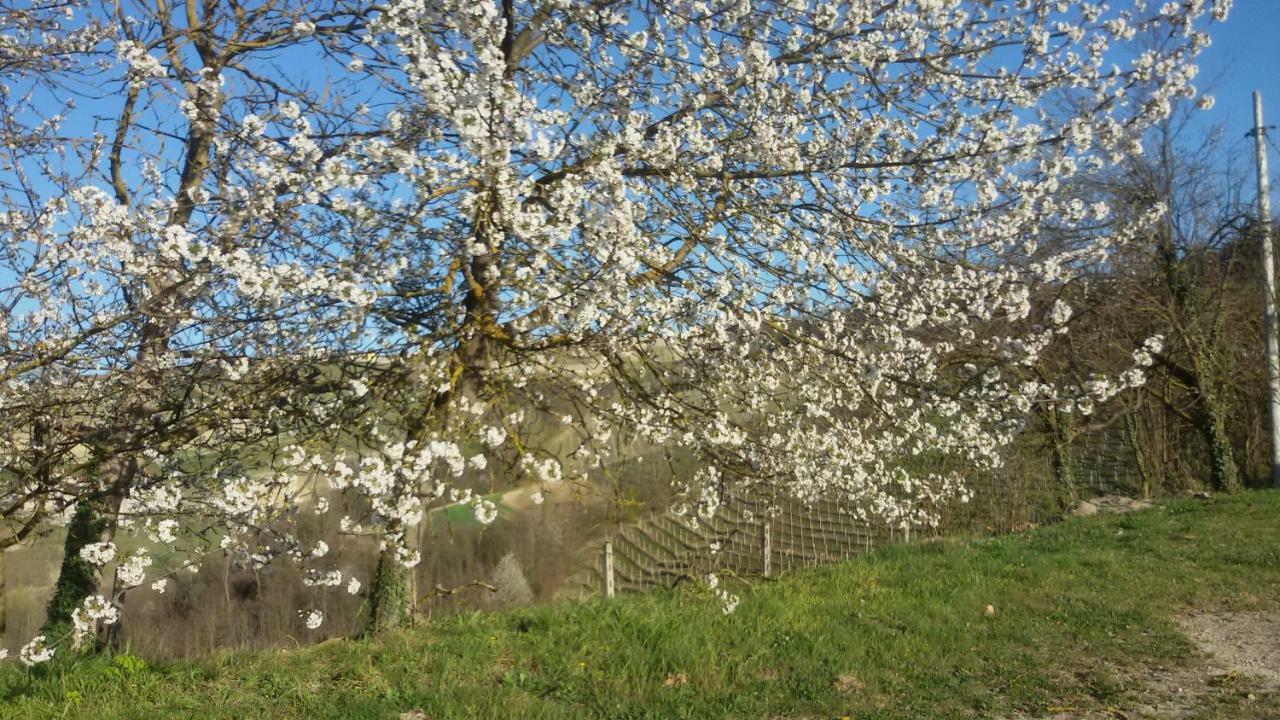Cascina Torello 돌리아니 외부 사진