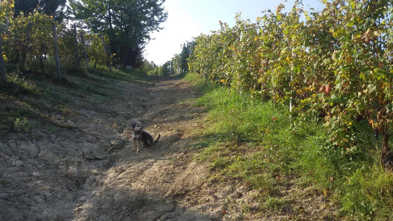 Cascina Torello 돌리아니 외부 사진